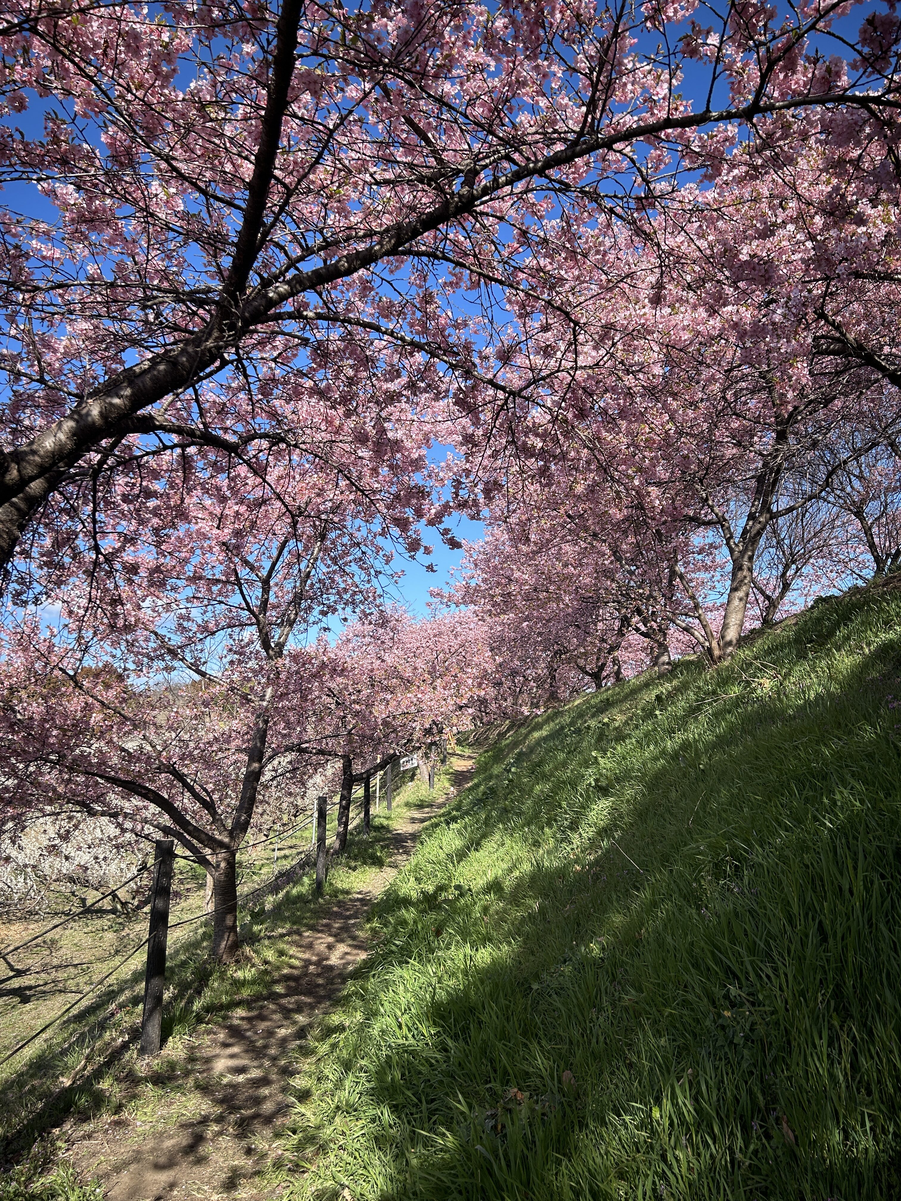 自分の頭で考え、自分の足で立つ。～梅林と歴史の偉人に学んだこと～